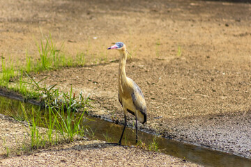 Heron standing in a waterhole in the middle of the field