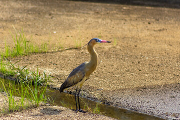 Heron standing in a waterhole in the middle of the field