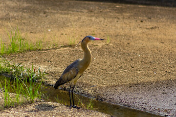 Heron standing in a waterhole in the middle of the field