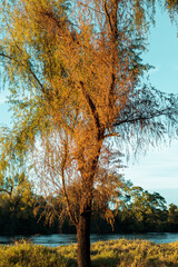 Fototapeta premium Lo que pasa desapercibido