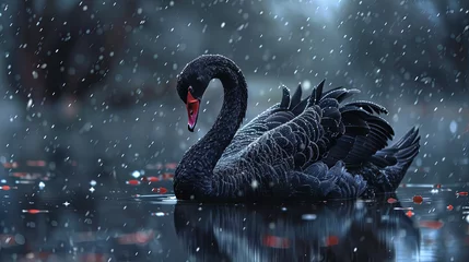 Fotobehang Black swan - swimming in the water with elegance for a black swan event © Brian