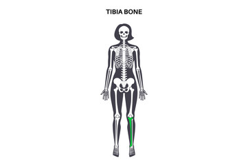 Tibia bone anatomy