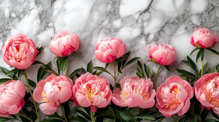 beautiful pink blooming peonies with green leaves on a marble background