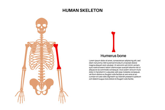 Humerus bone anatomy