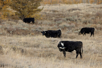 Fototapeta na wymiar Black cattle and black baldy grazing on a Colorado pasture