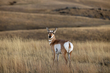 Pronghorn antelope  © Terri Cage 