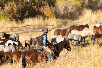 Cowgirl wrangler riding horse herding horses