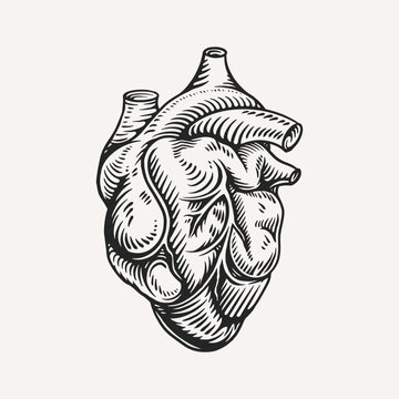 Human heart anatomically hand drawn vintage 