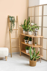Wooden shelving unit with different houseplants in living room