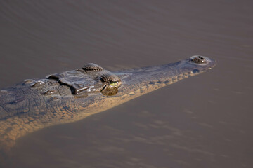 Caiman Crocodile face under water at Palo Verde Park in Costa Rica