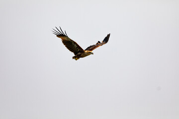 A beautiful black kite in flight in southindia