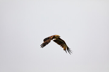 Fototapeta premium A beautiful black kite in flight in southindia