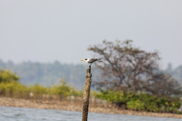 Greater crested tern  sitting on a pole in a seashore backwater
