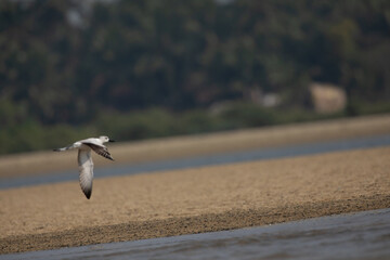 A crab plover on the shore flying 