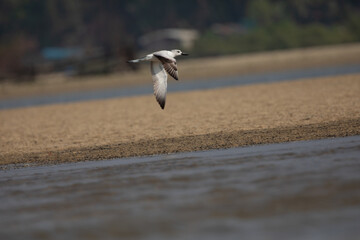 A crab plover on the shore flying 