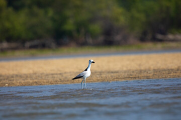A crab plover on the shore flying 