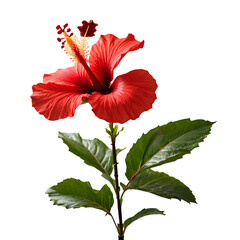Hibiscus image isolated on a transparent background PNG photo