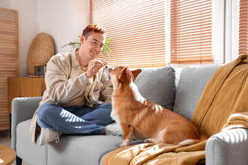 Redhead young happy man feeding cute Corgi dog on sofa at home