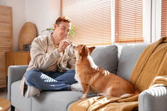 Redhead young happy man feeding cute Corgi dog on sofa at home - Powered by Adobe