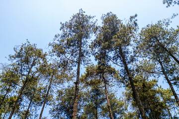 A natural view of Cikole Camping Park, Bandung, Indonesia, a perfect camping destination. 
