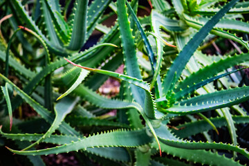 浜松フラワーパークの情景