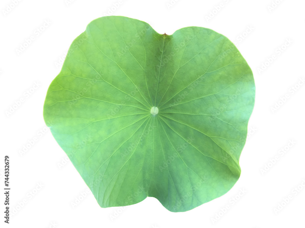 Canvas Prints lotus leaf or waterlily leaf isolated on white background with clipping paths.