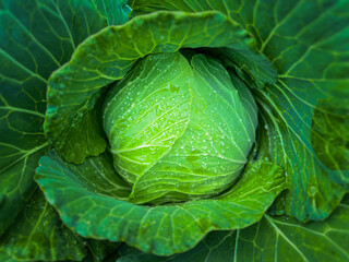 Fresh cabbage  vegetables foods healthy in the farm.