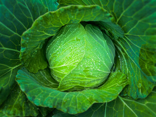 Fototapeta premium Fresh cabbage vegetables foods healthy in the farm.