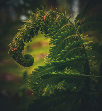 Cinematic Fern