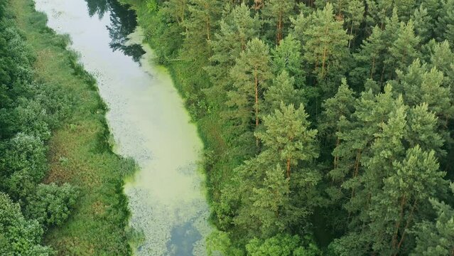 Aerial View Green Forest Woods And Small Marsh, Bog, Swamp pond Landscape In Summer Day. Top View Of Beautiful European Nature From High Attitude In Summer Season.