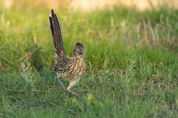 Roadrunner Eating Insects