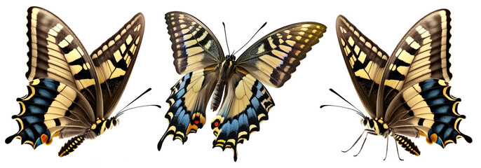 PNG flying colorful butterfly isolated on transparent background. Papilio machaon. Old world swallowtail - 744335240