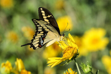 butterfly on a yellow flower