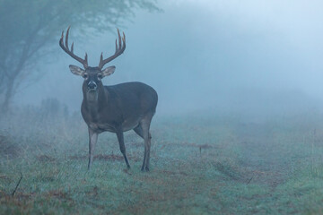 deer in the forest, in the fog