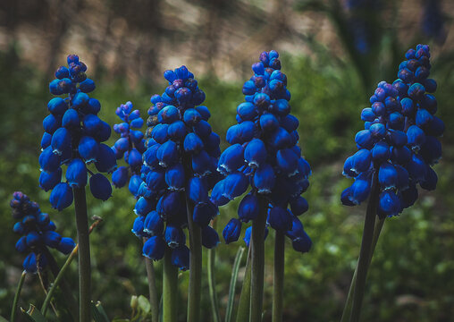 Garden Grape-Hyacinth