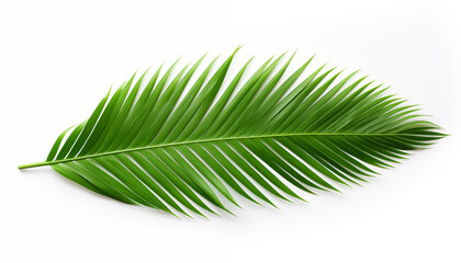 Tropical coconut leaf isolated on white background - obrazy, fototapety, plakaty