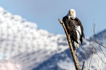  eagle on a branch