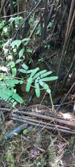photo of plants in forest