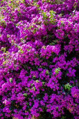 Blooming Purple Bougainvillea Wall Texture