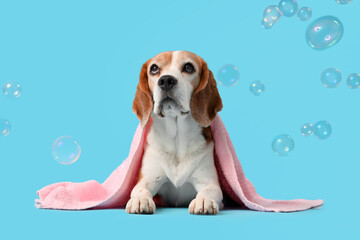 Funny Beagle dog with towel and soap bubbles on blue background