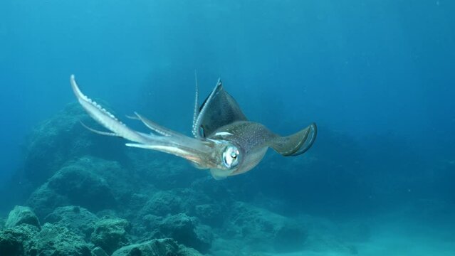 underwater  calamari swimming underwater close and slow ocean scenery animal cephalopod Decapodiformes loligo vulgaris
