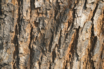 Obraz premium Old tree texture. Bark pattern, For background wood work, Bark of brown hardwood, thick bark hardwood, residential house wood. nature, tree, bark, hardwood, trunk, tree , tree trunk close up texture