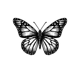 Monarch Butterfly Hand Drawn vector illustration