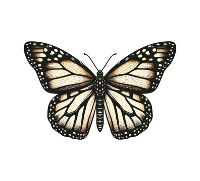 Monarch Butterfly Hand Drawn vector illustration
