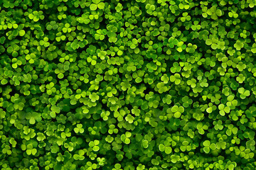 Top view of seamless green clover leaves