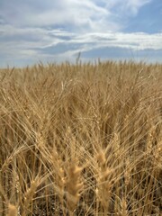Close up of wheat field with blue sky in background
