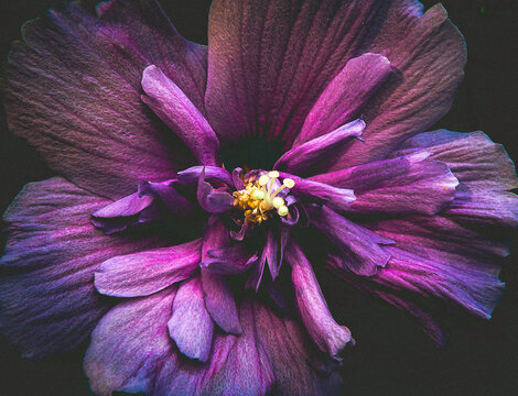 Cinematic Purple Flower