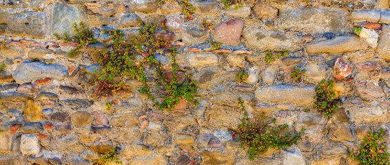 Stone wall with green vegetation in castle