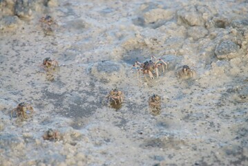 Soldier Crabs on the Sandflat, Tin Can Bay, Australia