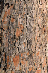 conifer bark as background 1